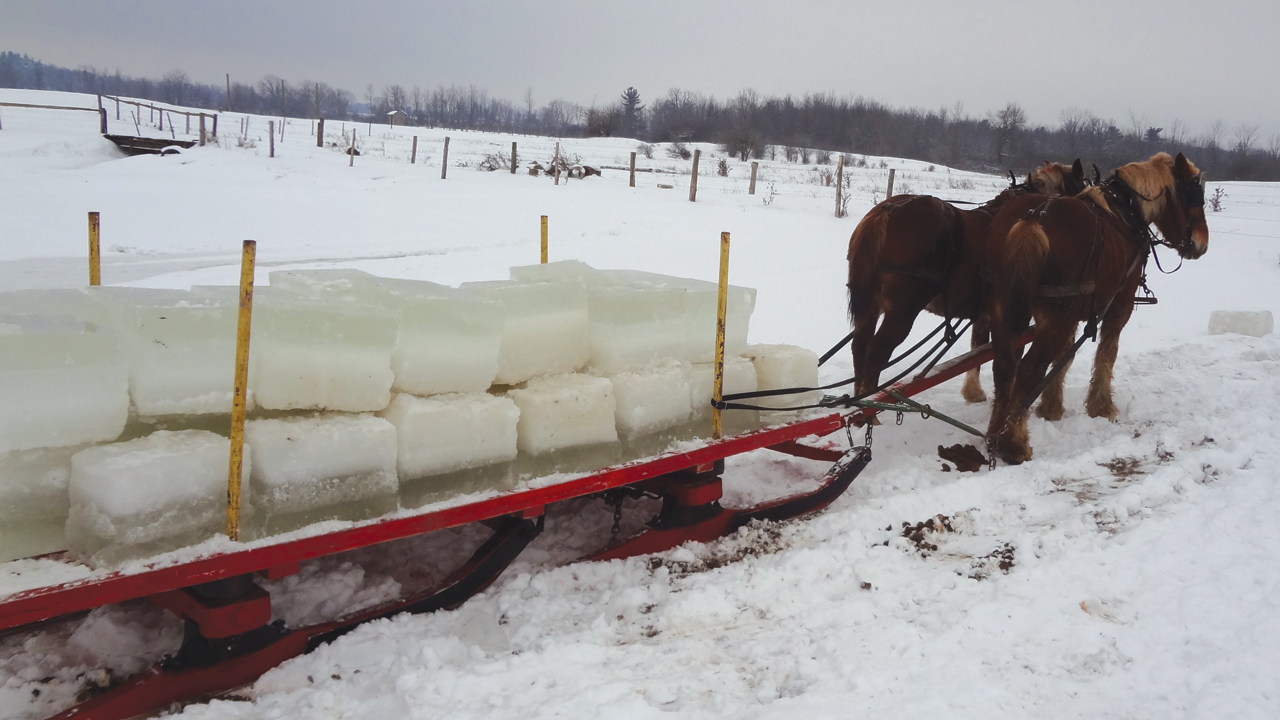 Ice harvests still take place in St. Lawrence County, N.Y. Cold-weather states are attractive to more conservative Old Order Amish, because many settlements do not permit gas- or kerosene-powered freezers. — Karen M. Johnson-Weiner, SUNY Potsdam