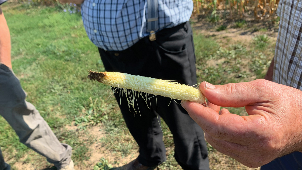 Mennonite Disaster Service announced Sept. 23 it has created a drought relief fund through which farmers can receive up to $5,000 in silage or supplemental feed. — Mennonite Disaster Service