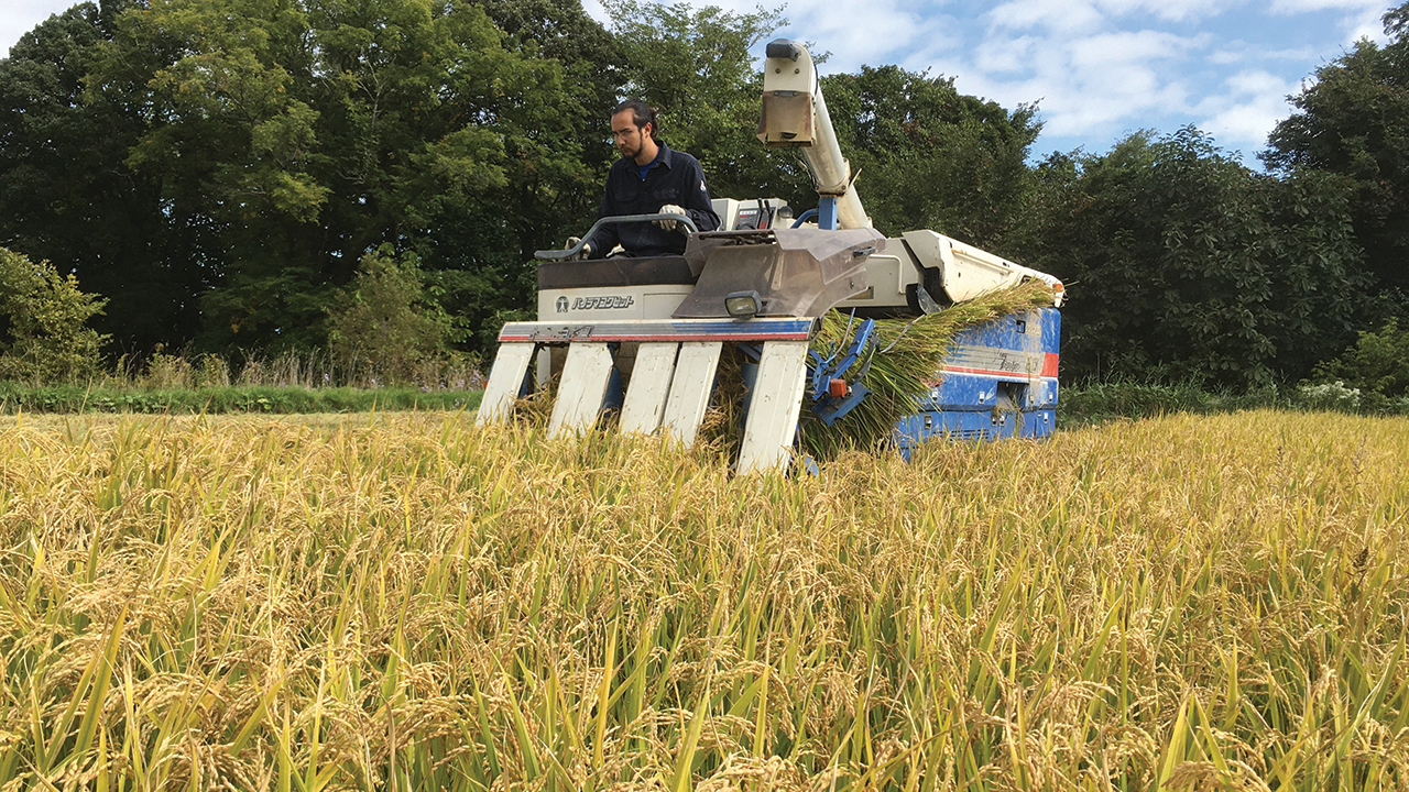 Kazu Epp, oldest son of Akiko Aratani and Raymond Epp, harvests rice at Menno Village near Sapporo, Japan. — Raymond Epp/MMN
