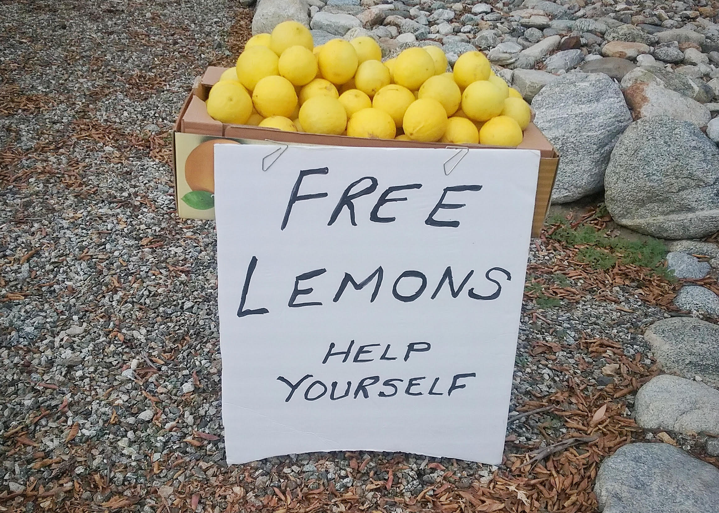 Citrus Community by Leann Augsburger.