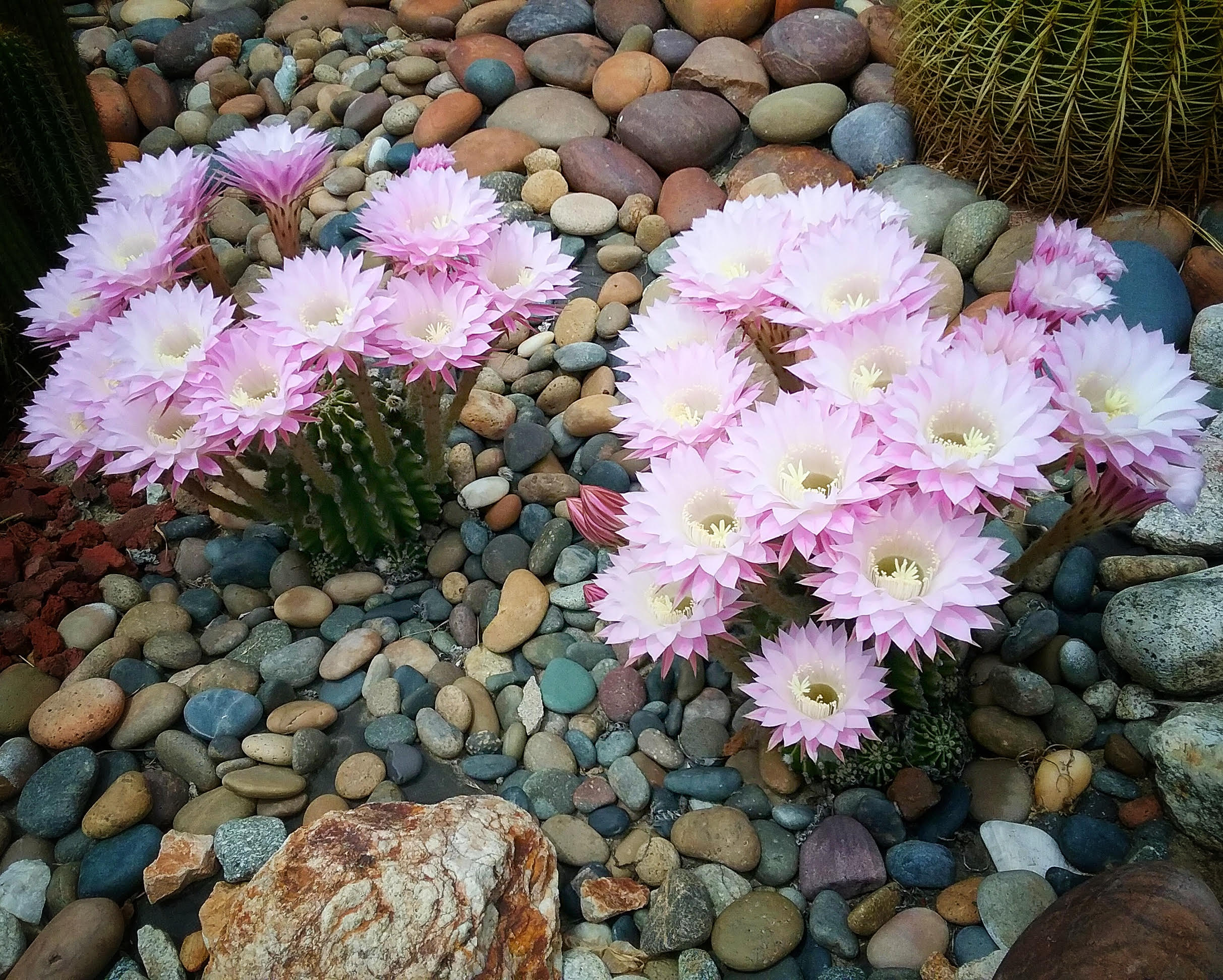 Spring Awakens by David Augsburger.