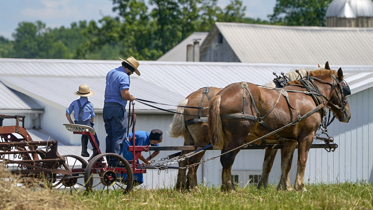 People in Amish country prepare a horse team to work on a farm in Pulaski, Pa., on June 23. The vaccination drive is lagging far behind in many Amish communities after a wave of virus outbreaks that swept through their churches and homes during the past year. ​— Keith Srakocic/AP