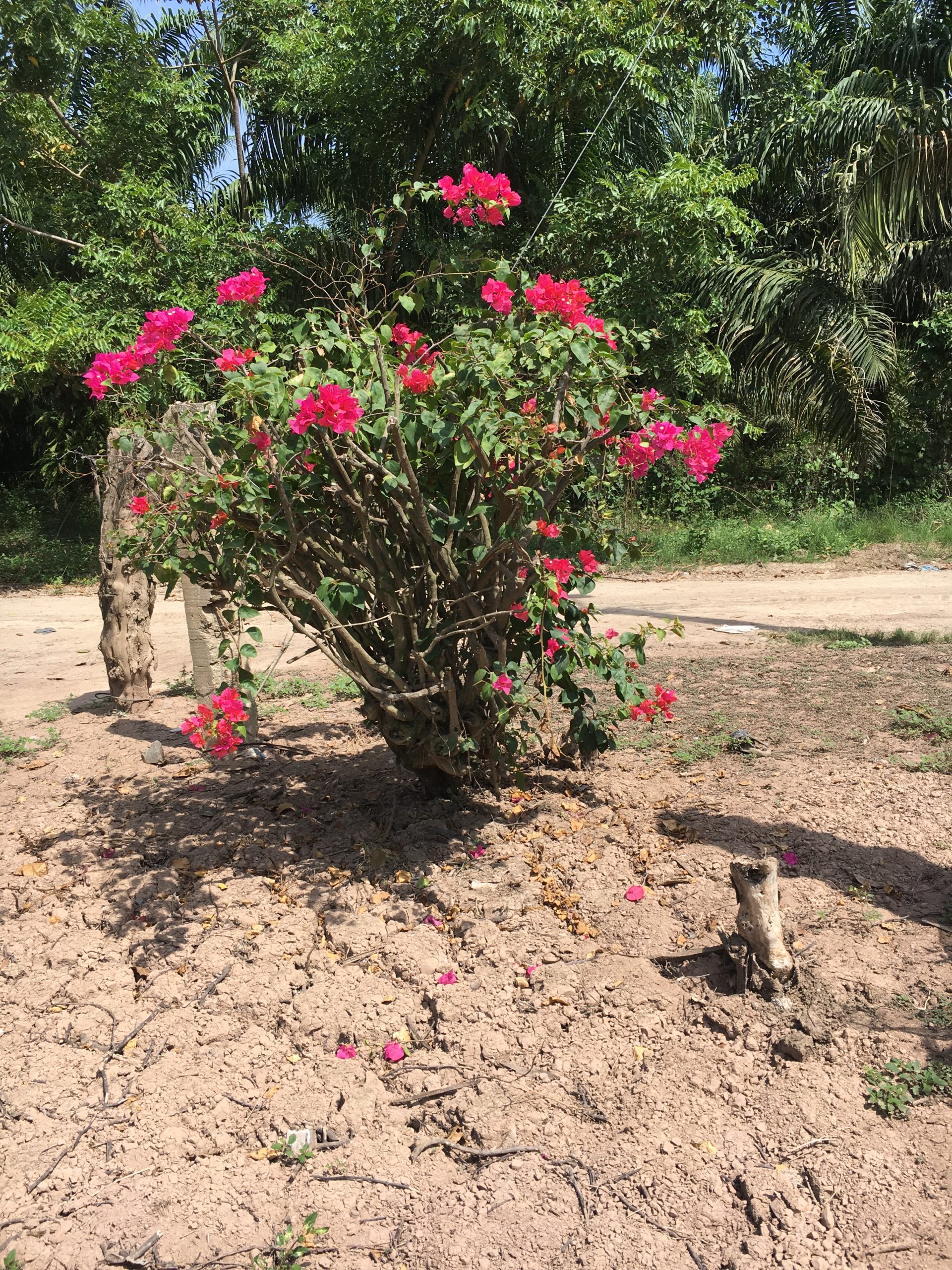 Foto por Wendy Vado.