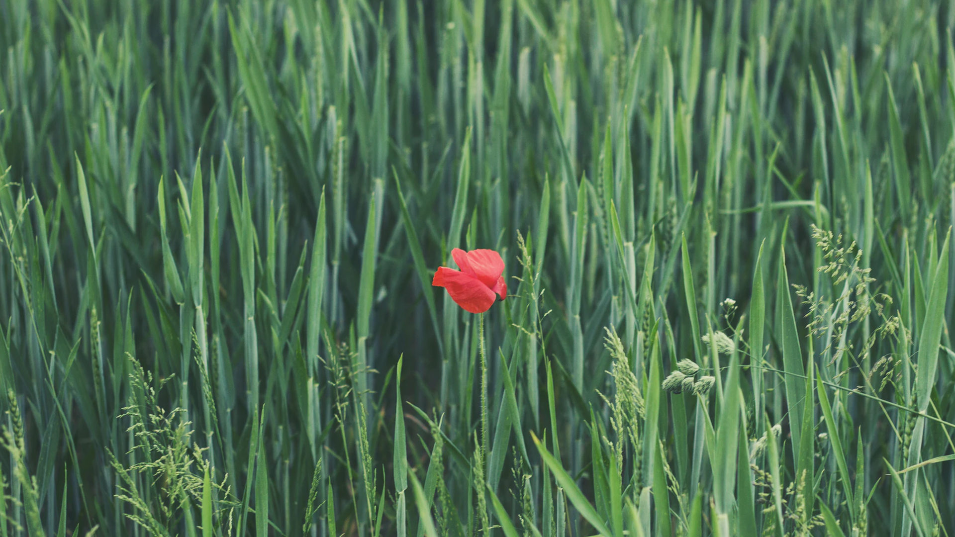 Photo: Frappo, Unsplash.