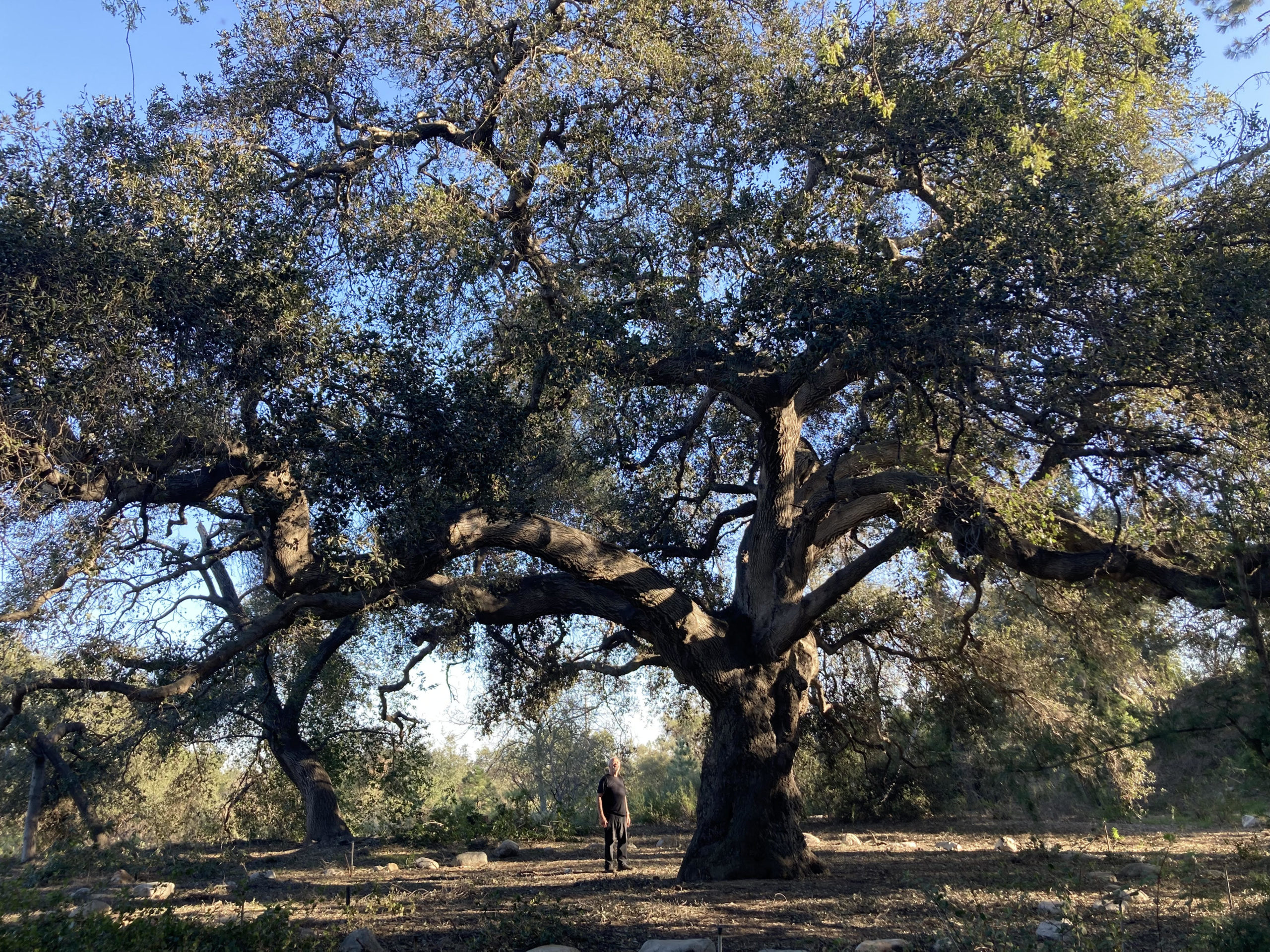 Majestic Oak with David, California Botanical Garden, Claremont. Photo by Leann Augsburger