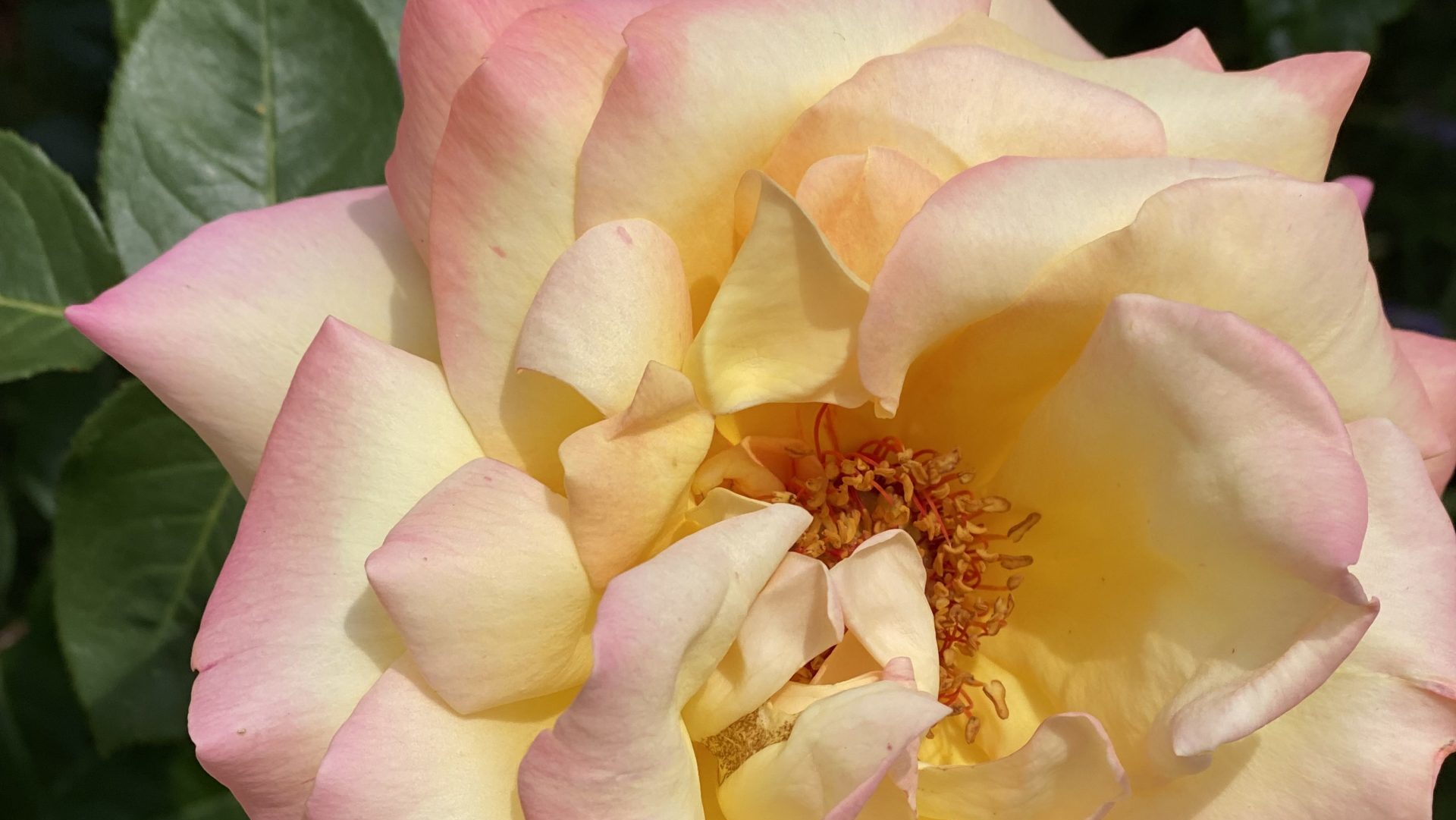 Light pink, peace rose.