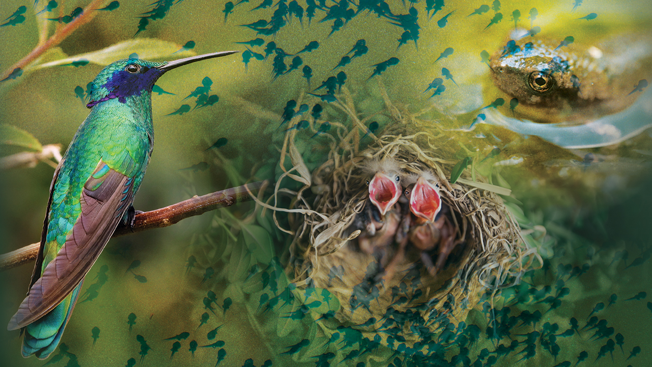 Photo collage by Hannah Gerig Meyer with images from Unsplash by Jeremy Bishop, Roberto Carlos Roman Don, Chris Charles, 42 NORTH, Ed Stone.