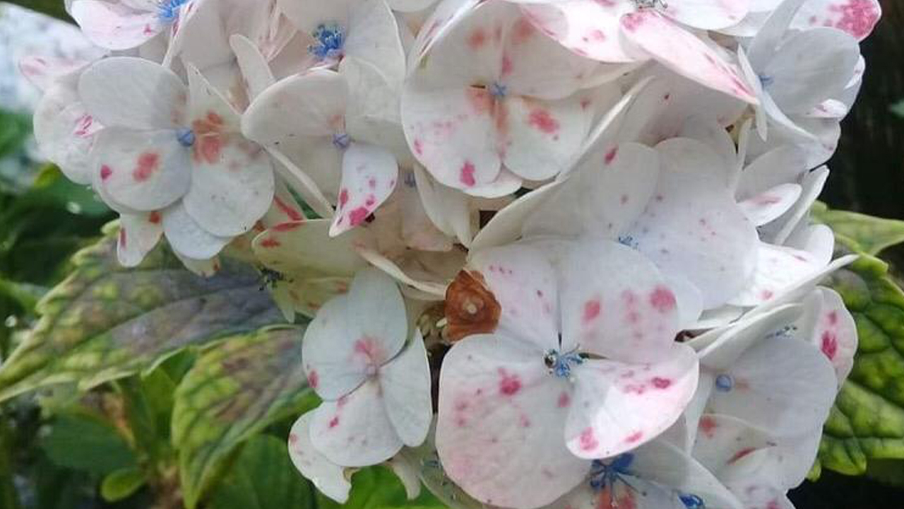 Foto: Mario Hernández.