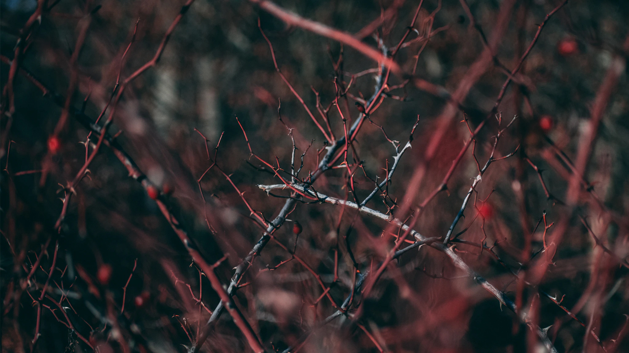 Photo: Liviu C, Unsplash.