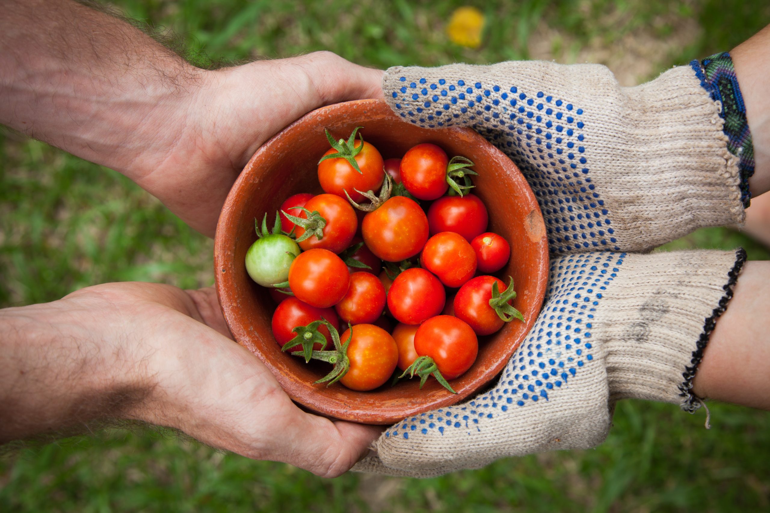 Tomato bounty. Photo by Elaine Casap from unspalsh.com.