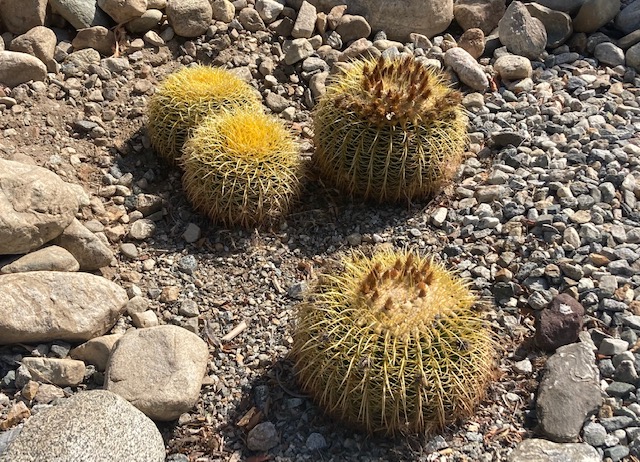 Photo of our (David and Leann's) front yard by Leann Augsburger.