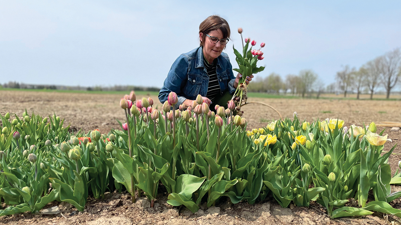 Kara Carter, pastor of Wellesley Mennonite Church in Ontario, picks flowers at her daughter’s flower farm. — Kara Carter