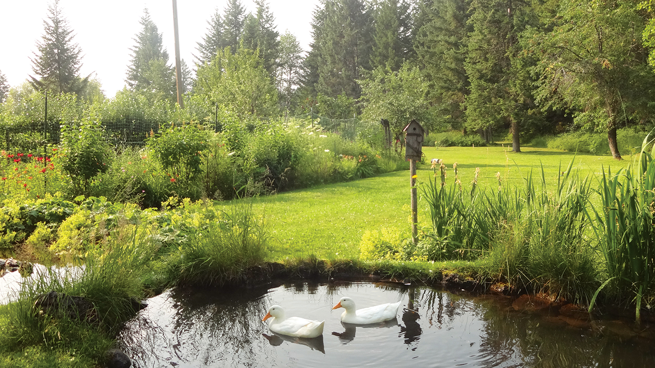 The Hollinger yard, with fenced garden to the left. The author says: “I may have some bias, but we do live in a lovely spot about as close to Eden as you can get. And we can share many wildlife stories of bears and lions, hawks and mink.” — Jeryl Hollinger