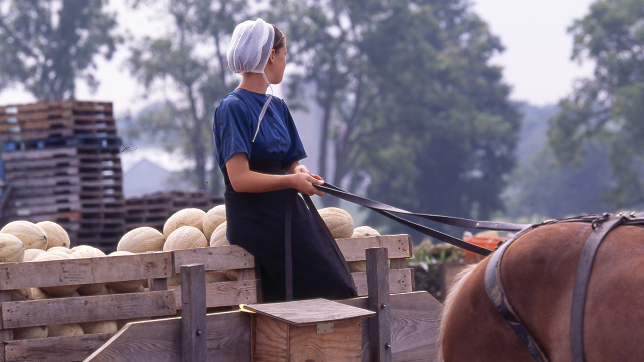 An Amish female holds the reins of a horse pulling a wagon full of cantaloupes. — Dennis L. Hughes Photographs of the Amish, Hess Archives, Elizabethtown College
