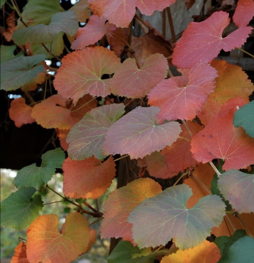 Autumn leaves , photo by David Augsburger