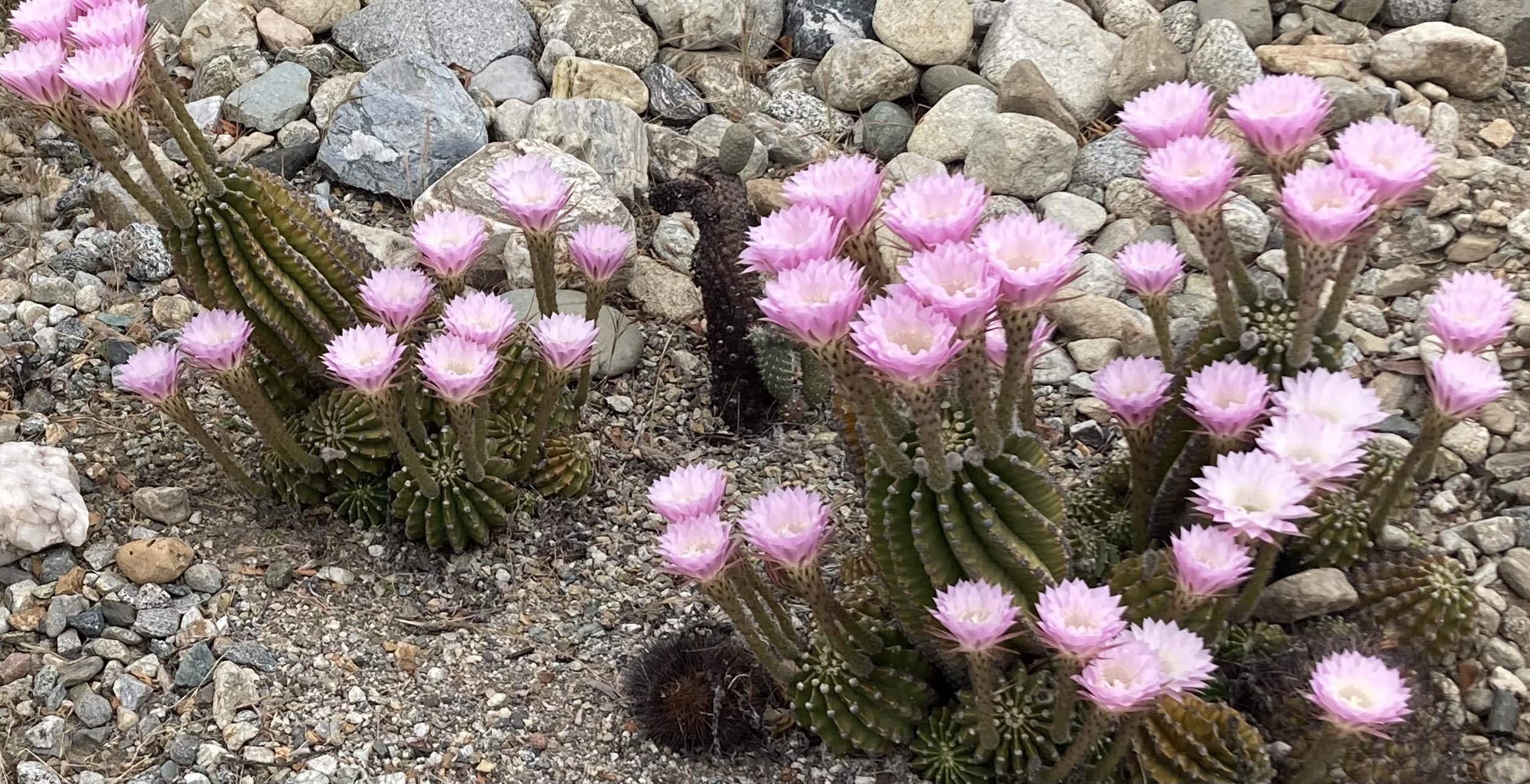 Desert cacti with pink blooms surrounded by gray and brown rocky soil.