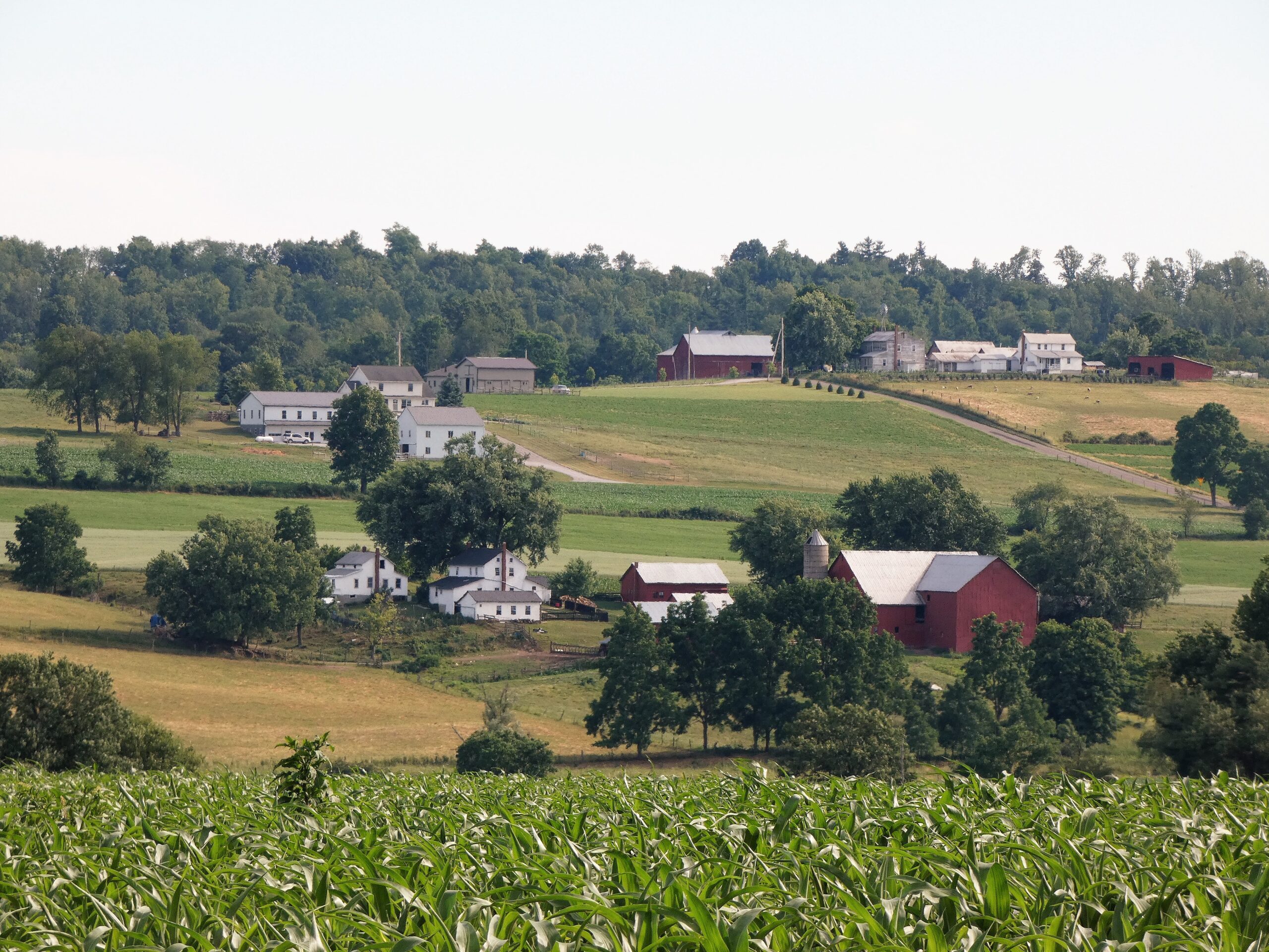 Red and white farm buildings surrounded by grass, open cornfields, and trees