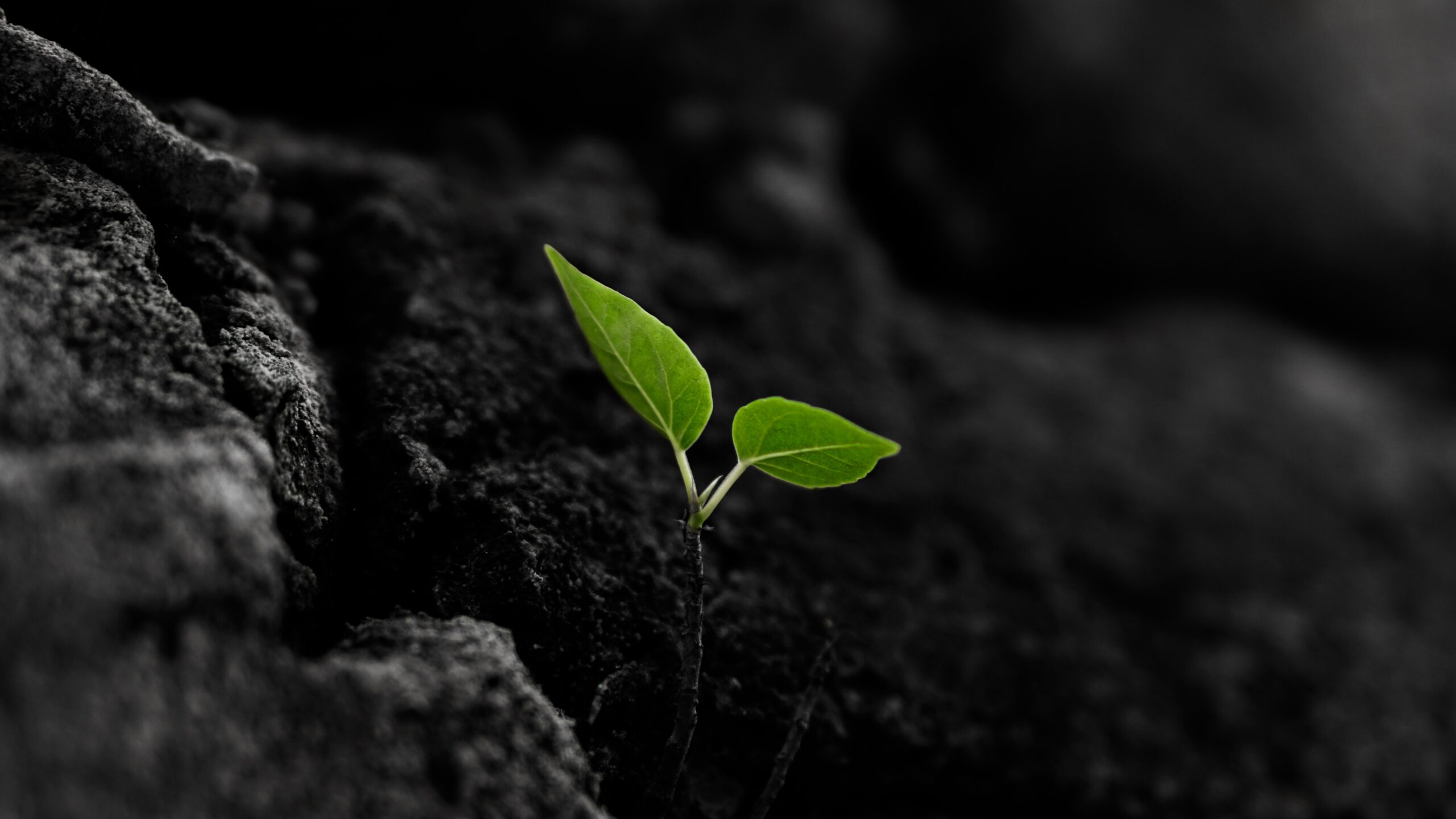 Black soil background with a small two-leafed green sprout in the center.