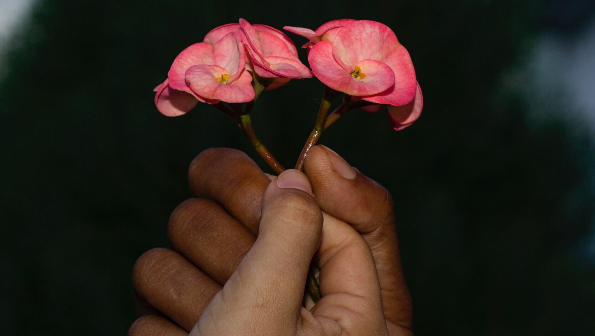 Photo of two hands of different holding a flower together.