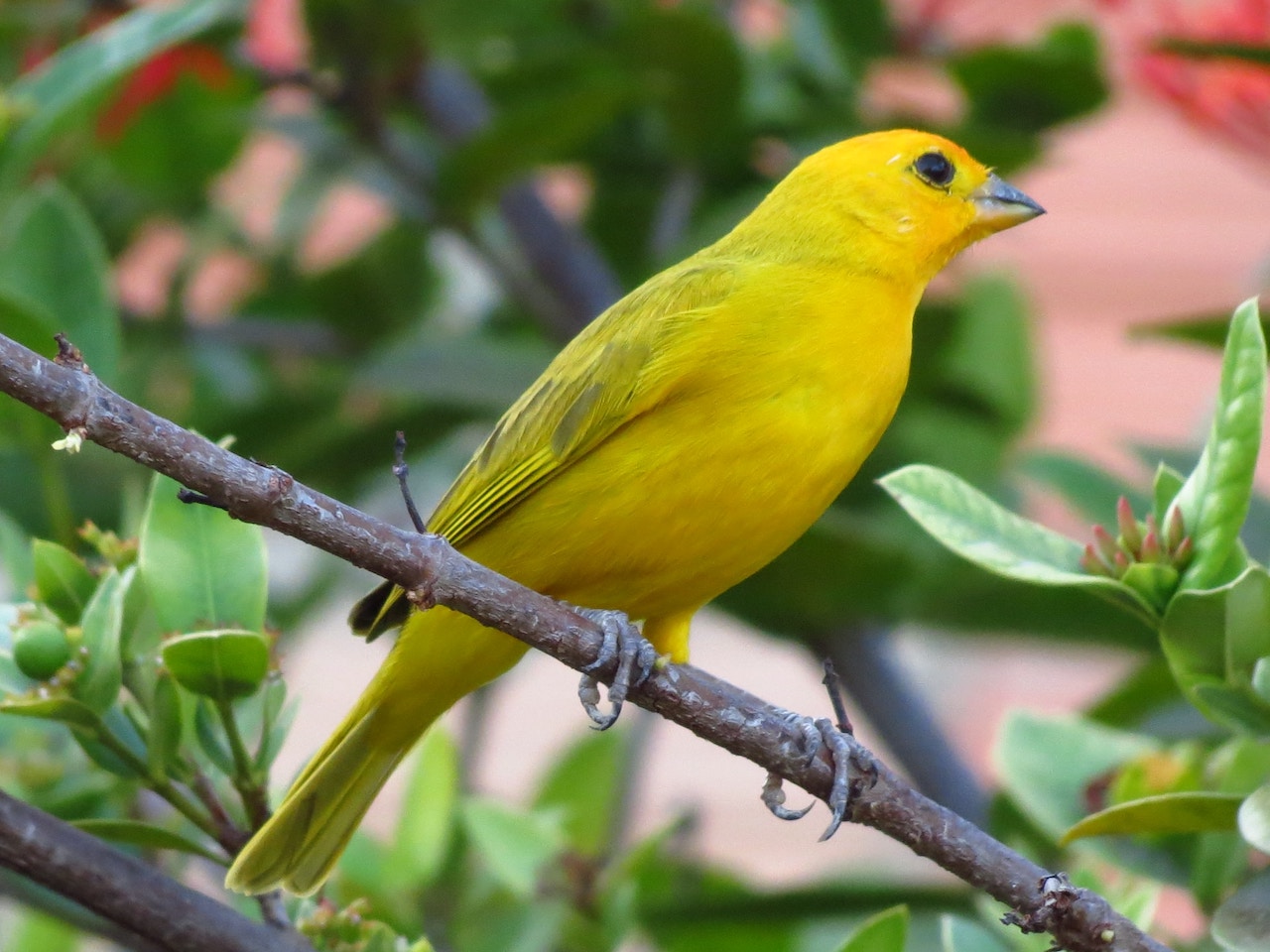 Yellow bird on a branch