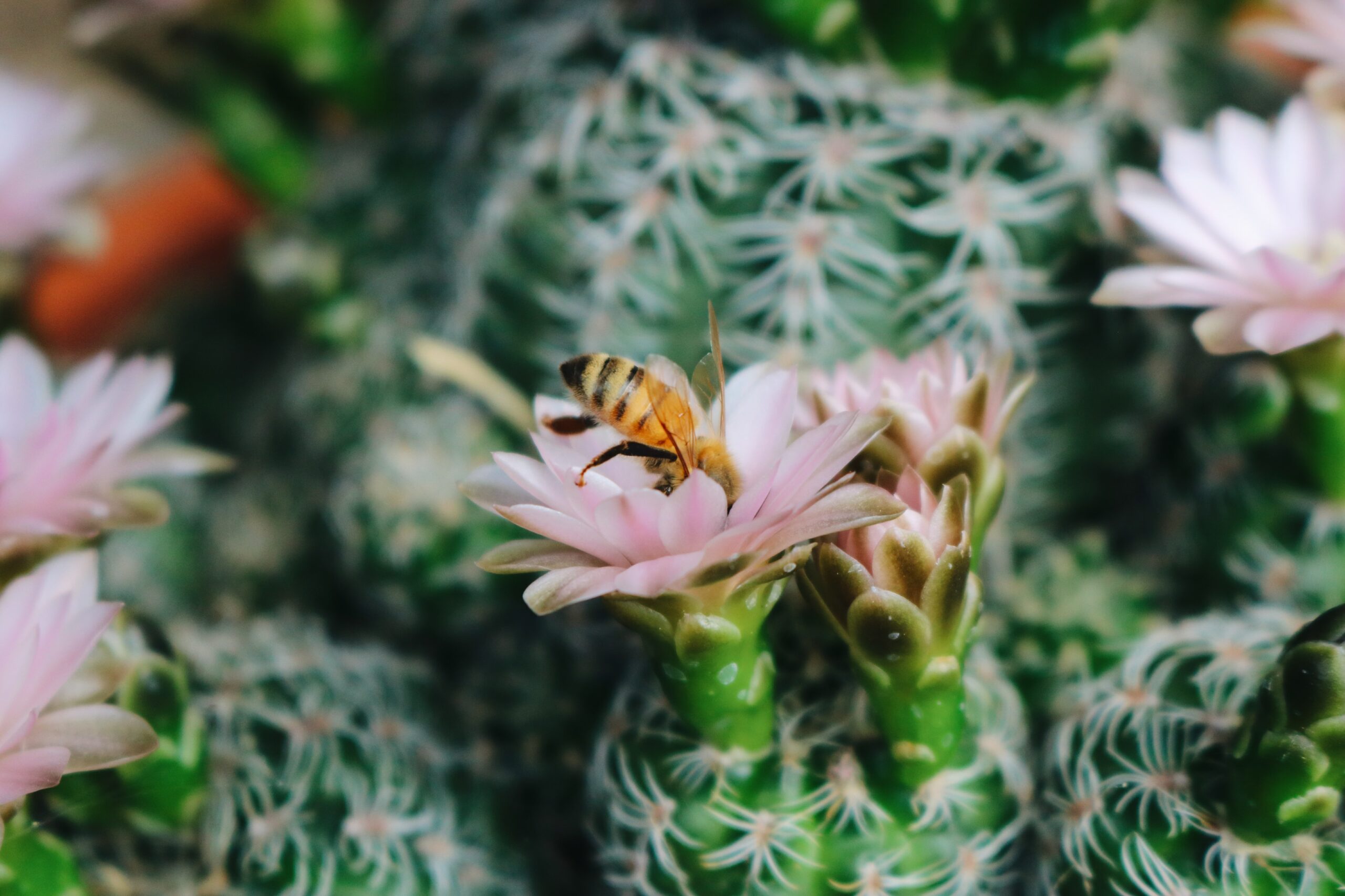Pollinator landing on pink flower surrounded by green plants.