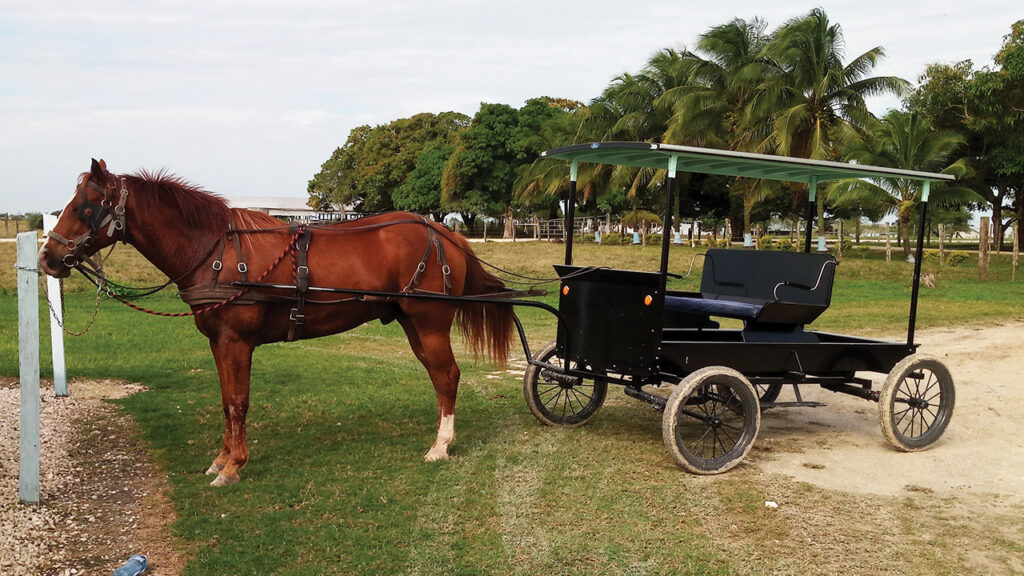 A horse and buggy in Shipyard Colony, Belize, January 2019. Horse-drawn vehicles are commonly used and driven by both men and women. — Lori Guenther Reesor