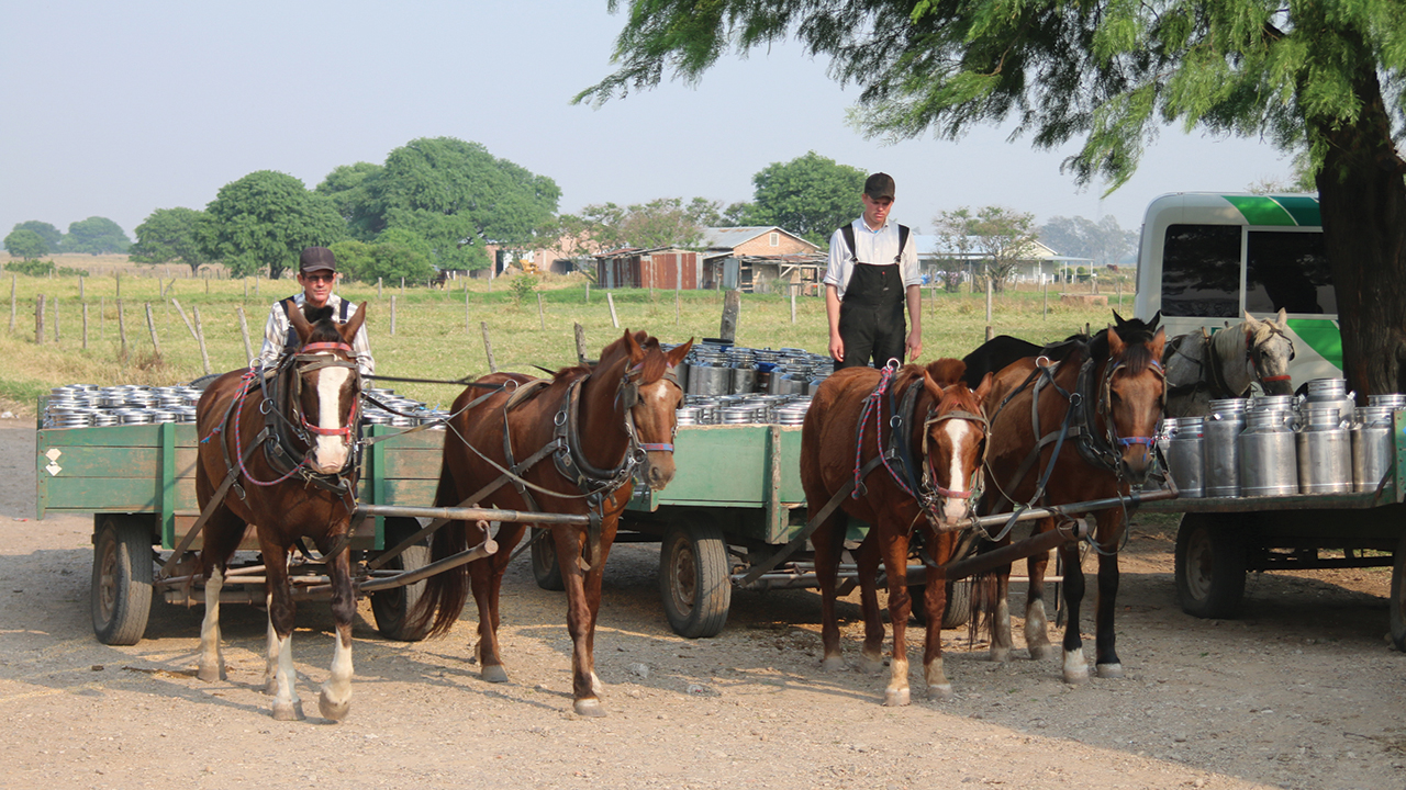 Swift Current cheese factory workers collect milk cans six days a week from colony families and bring the milk to the factory for processing. — Kennert Giesbrecht/Die Mennonitische Post