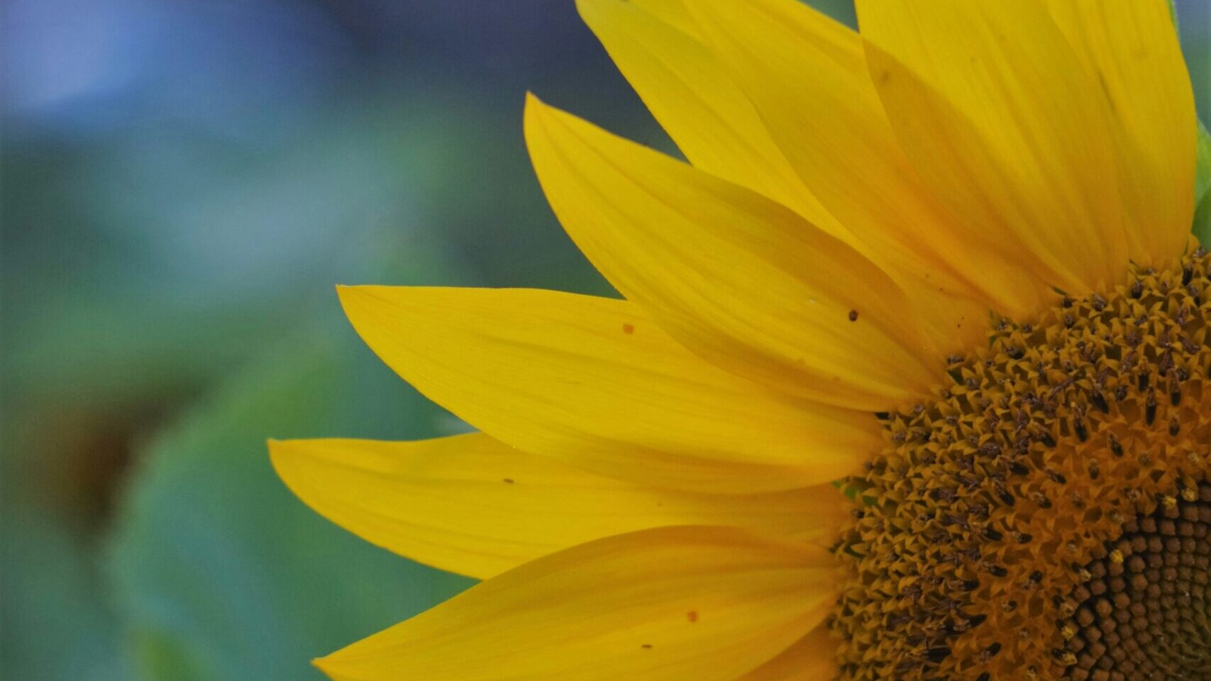 Close up sunflower. Photo by Aleksandra Sapozhnikova on Unsplash