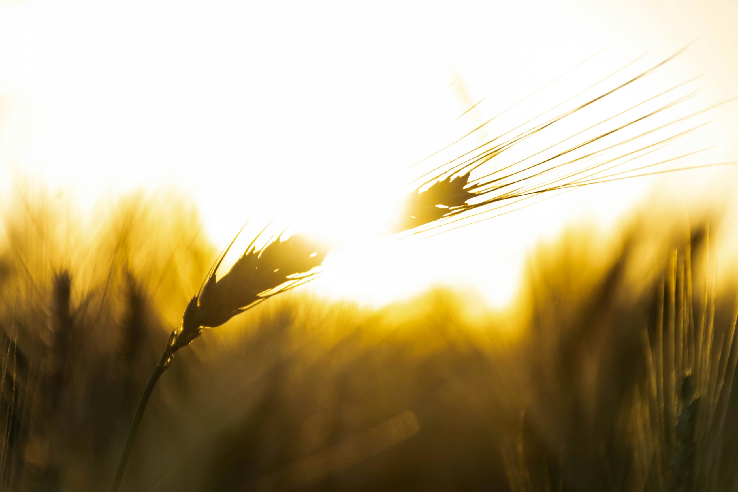 Blade of wheat blowing in the wind. Photo by Lucas George Wendt on Unsplash