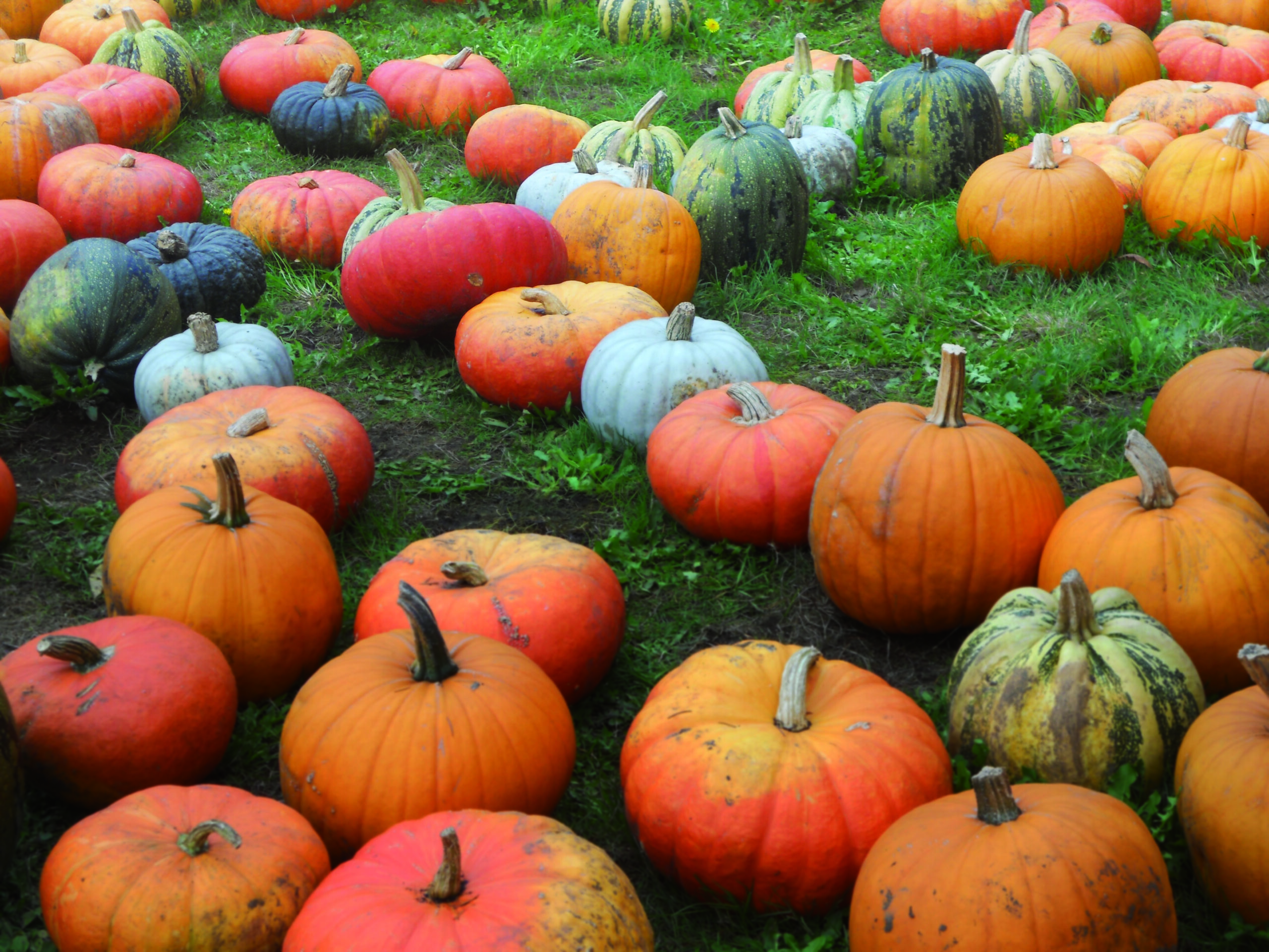 Field of pumpkins.