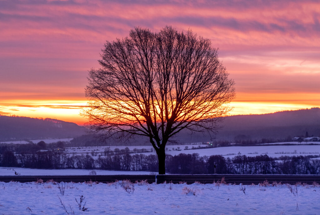 A tree stands on a field as the sky reddens before sunrise near Frankfurt, Germany, Jan. 21, 2024.