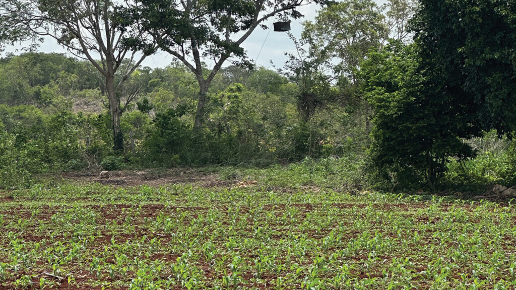 A corn field cultivated by Maya farmers. — Lars Åkerson