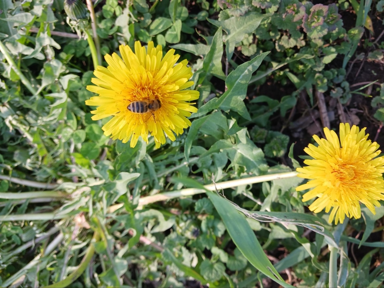 yellow flower with a bee on it