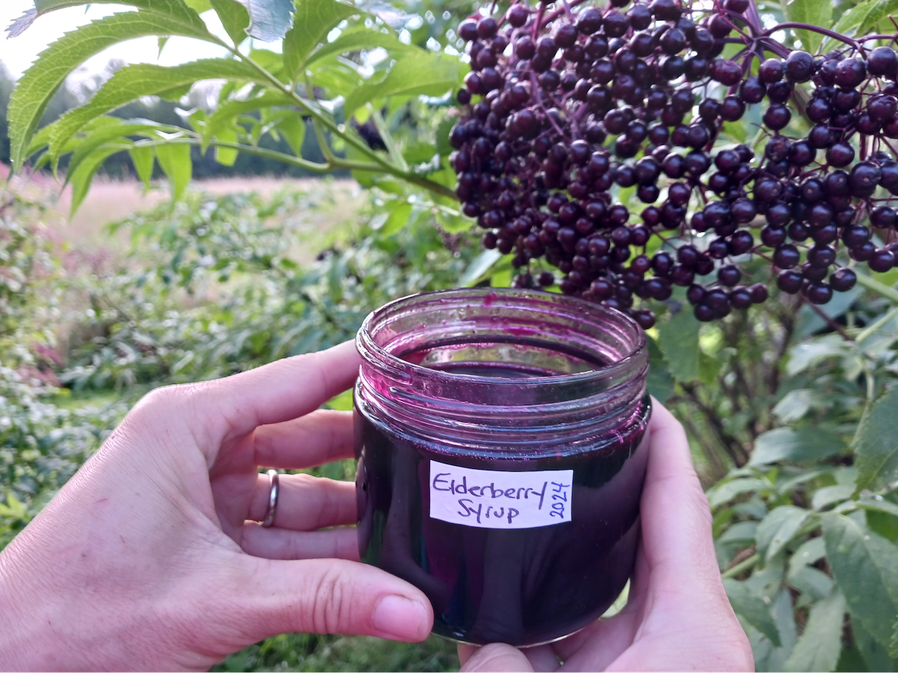 A woman's hands holding a jar of elderberry syrup next to purple elderberries on a bush.