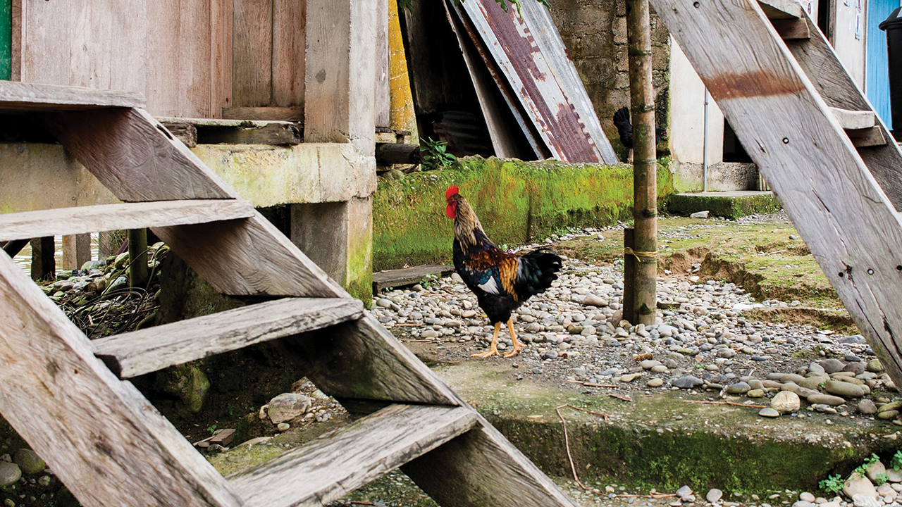 According to a Colombian proverb, peace is like feed­ing a chicken one seed at a time until it is full. — Anna Vogt/MCC