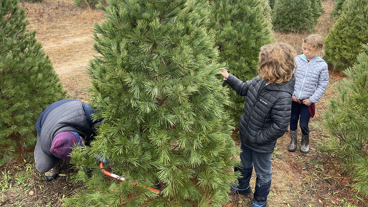 Peter Martin cuts down the tree. — Jenna Liechty Martin