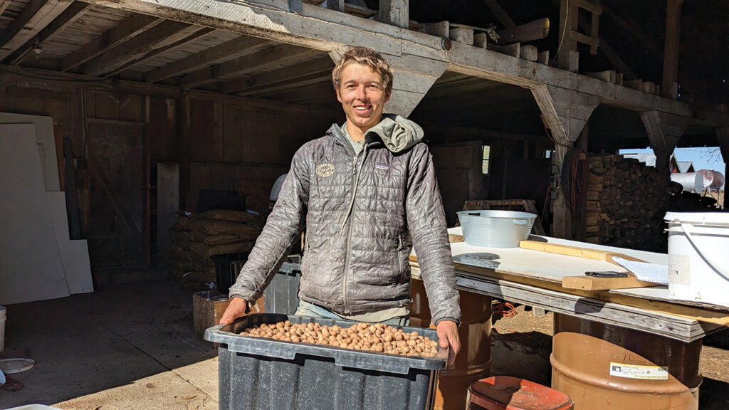 Husked and sorted, these nuts are ready to go into the drying bin to cure for a couple of weeks. Levi Geyer processes the nuts in a barn he rents from relatives. — Sierra Ross Richer