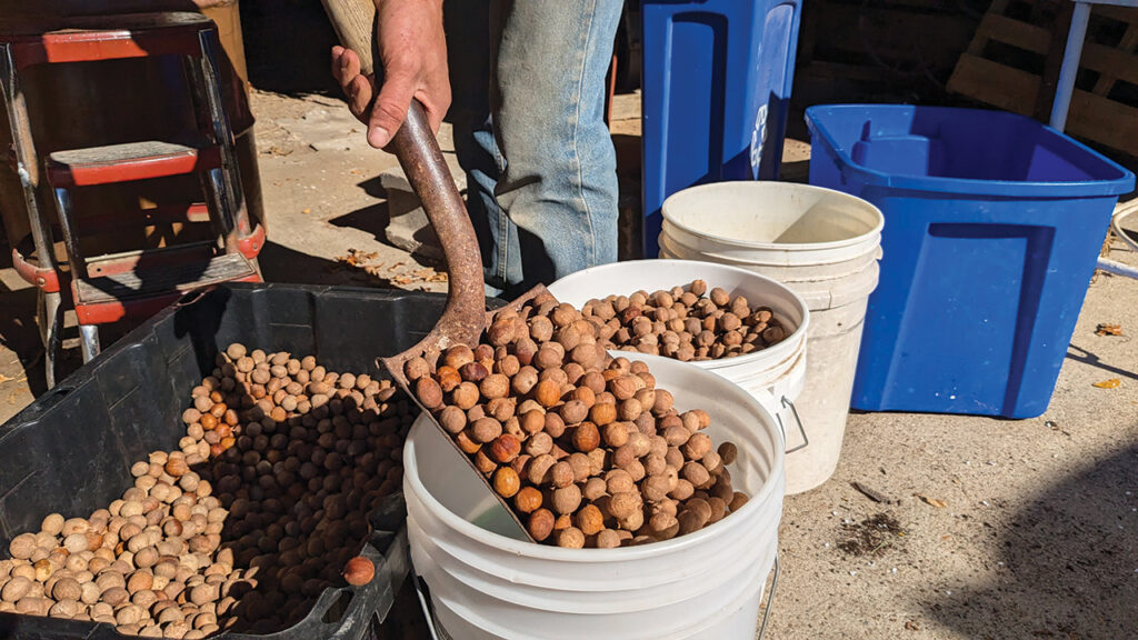After drying, these nuts will be crushed and fed into Levi Geyer’s new oil press. The last couple of years, Geyer used his mentor Samuel Thayer’s equipment to press his oil. Now, owning his own press will allow him to produce more oil locally and — he hopes — provide a facility for others to press oil. — Sierra Ross Richer