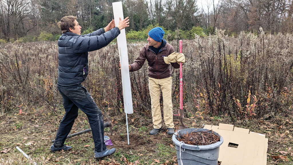 Levi Geyer and Ben Hartman fit a tree tube over newly planted yellowbud seeds at Hartman’s farm in Goshen, Ind. The tree tube will keep deer from eating the leaves. Cardboard and mulch will keep the soil around the seedling moist and clear of weeds. If the trees grow, Hartman and his family will be able to harvest nuts from 10 new trees in about eight years. — Sierra Ross Richer