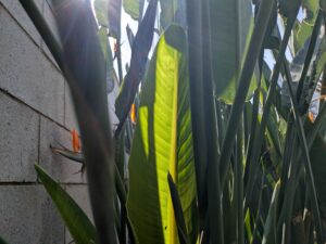 New growth from the Bird of Paradise by AJ Delgadillo.