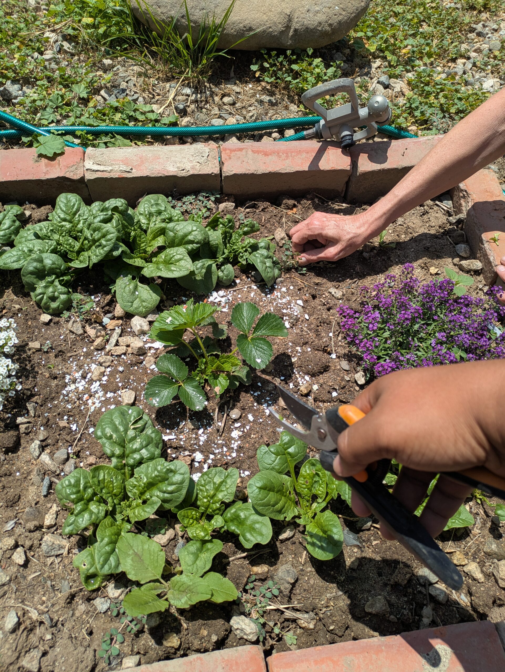 Harvesting spinach by AJ Delgadillo.