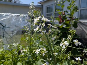 Radish flowers by AJ Delgadillo.
