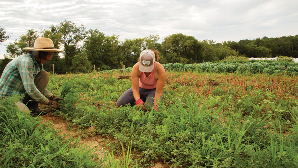 Hannah Breckbill and co-farmer Emily Fagan weed carrots at Humble Hands Harvest. — Mo Valko