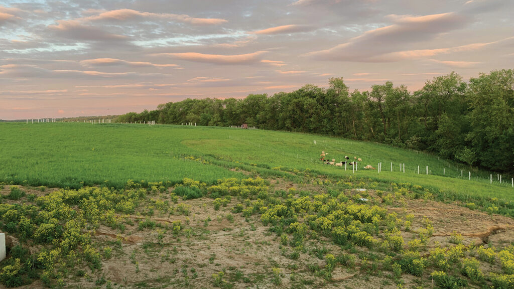Humble Hands Harvest’s sheep flock grazes among newly planted trees in tubes. — Mackenzie Miller