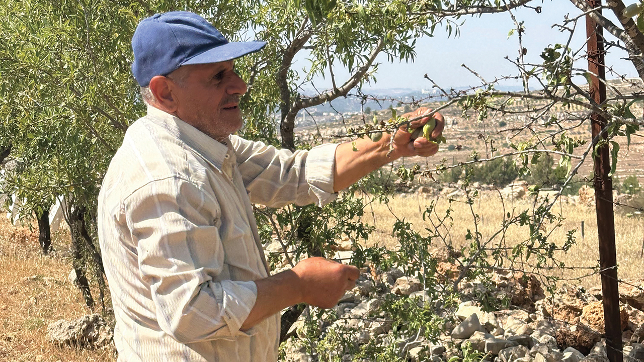 Daher Nasser inspects olives at Tent of Nations, a farm and peace organization operated by the Lutheran Nasser family near Bethlehem that is isolated by Israeli settler encroachment. The collection of 22 settlements, known as the Gush Etzion bloc, is home to about 70,000 Israelis who live outside Israel’s border defined by the 1949 armistice. — Mennonite Action
