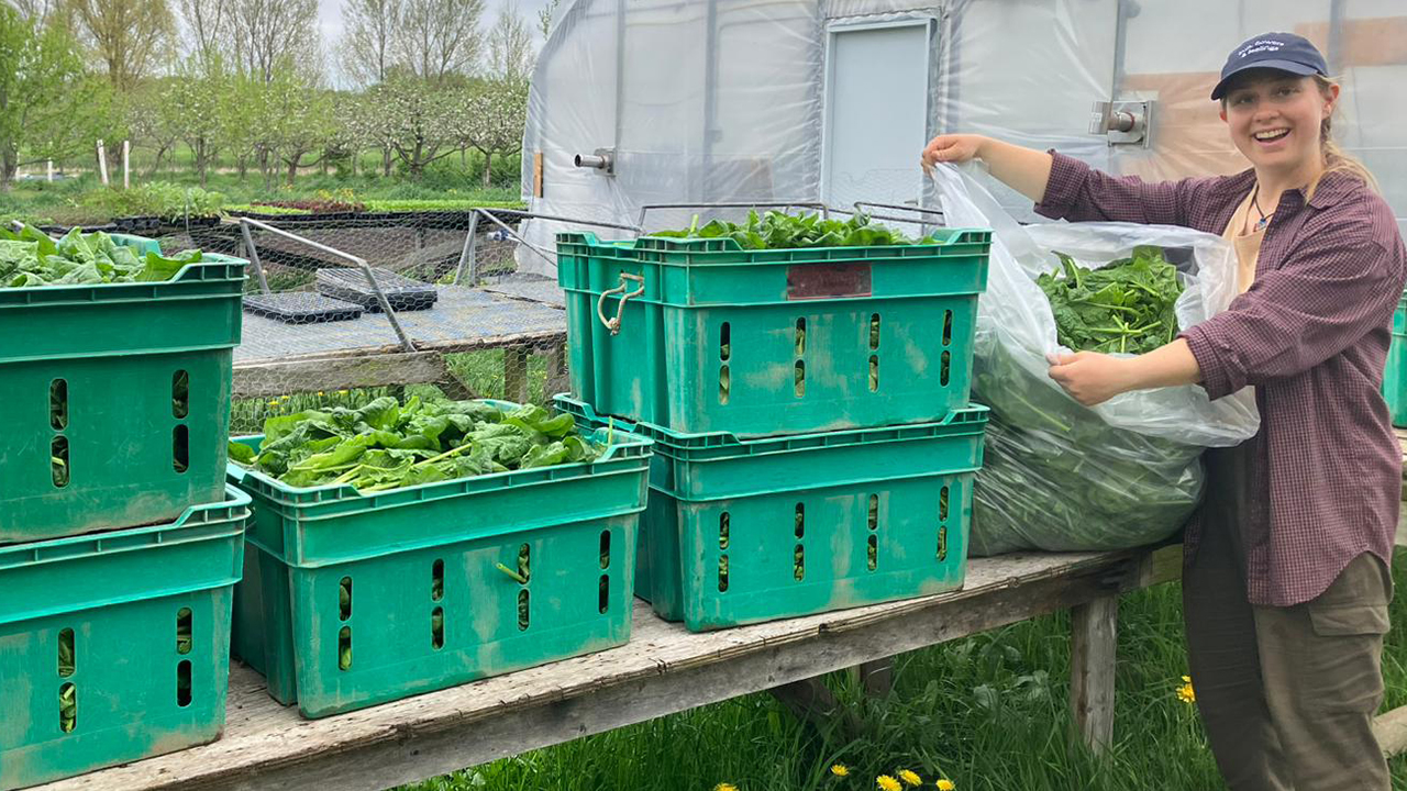 Lydia Dyck with a spinach harvest. Even small operations end up with excess produce that is thrown out or tilled under. — Sierra Ross Richer for AW
