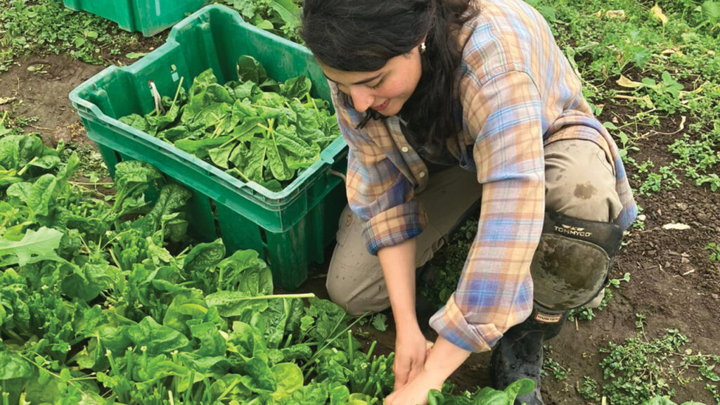 Suraiya Foss-Phillips harvests spinach. — Sierra ross Richer for AW