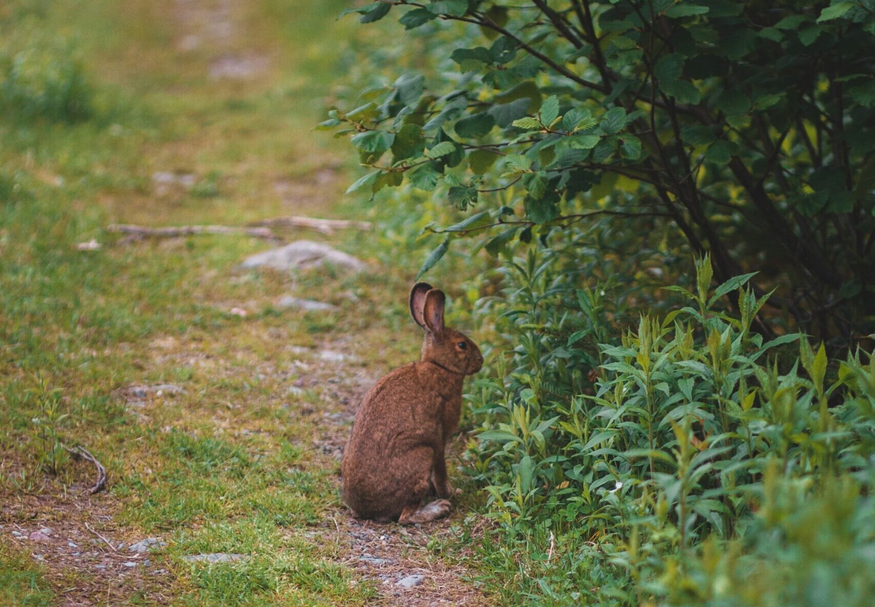 Brown rabbit on wooded path.