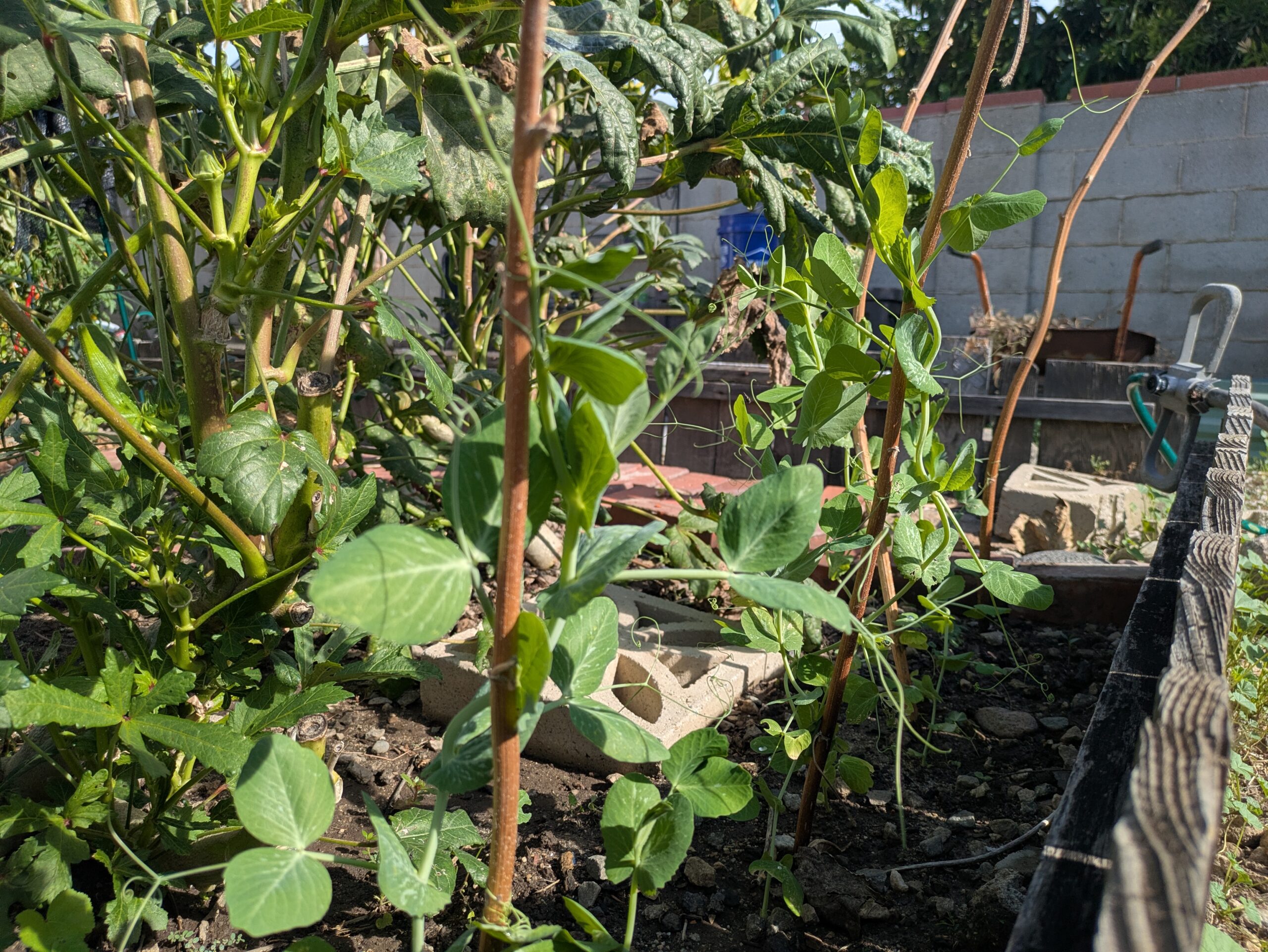 Snow Peas in AJ's garden.