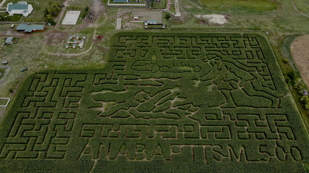 To celebrate the 500th anniversary of Anabaptism, Youth Farm Corn Maze featured a six-acre depiction of Anabaptist martyr Dirk Willems rescuing his pursuer from icy water in Rosthern, Sask. — Youth Farm Corn Maze